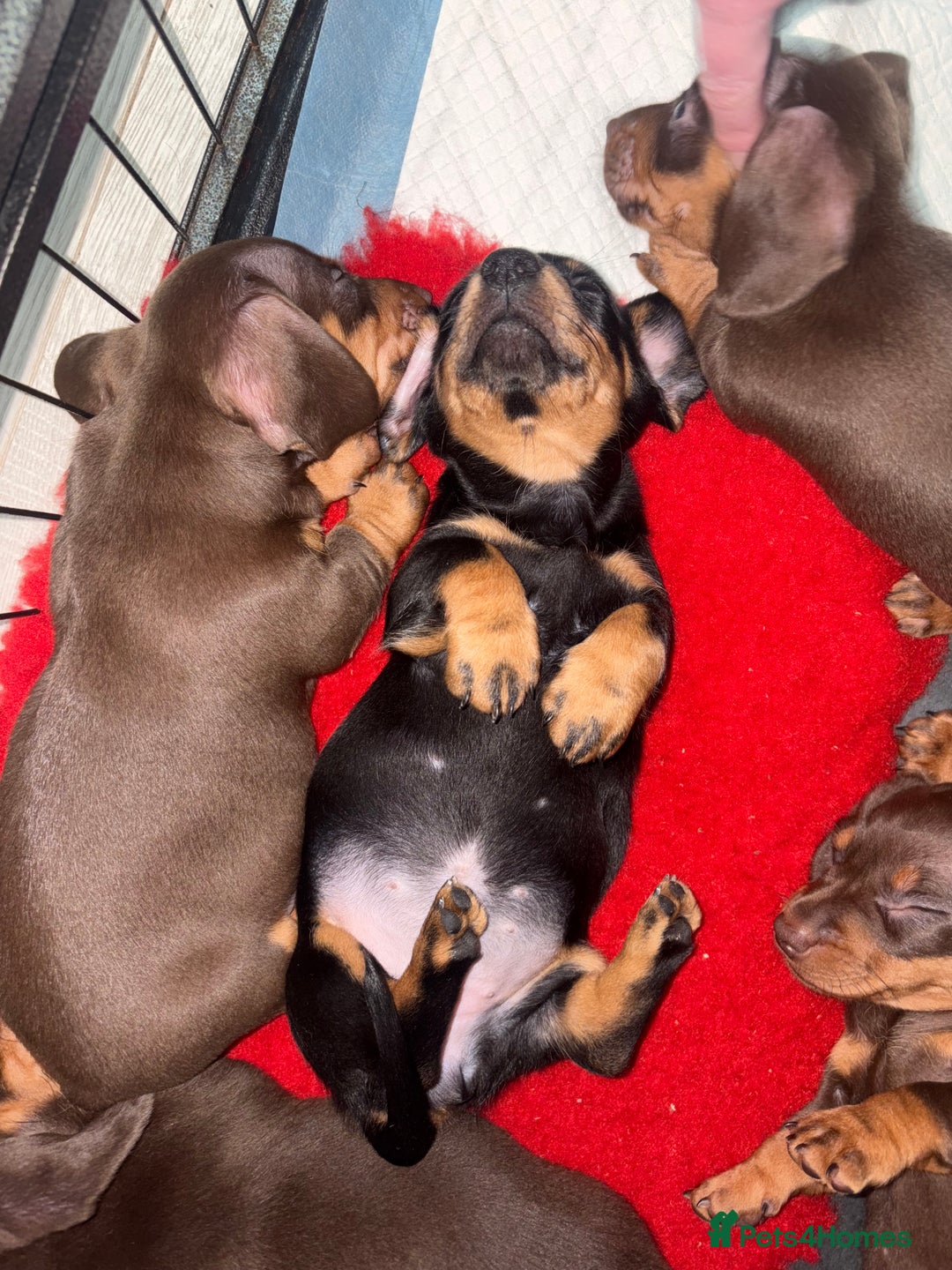 Miniature Dachshund dogs for sale: Miniature Dachshund Puppies  - Advert 14