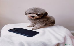 Toy Poodle dogs for stud: Smallest Silver Asian Micro Poodle In UK in Stevenage - Image 1