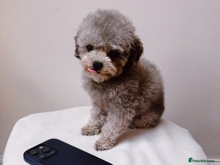 Toy Poodle dogs in Stevenage - Advert 27