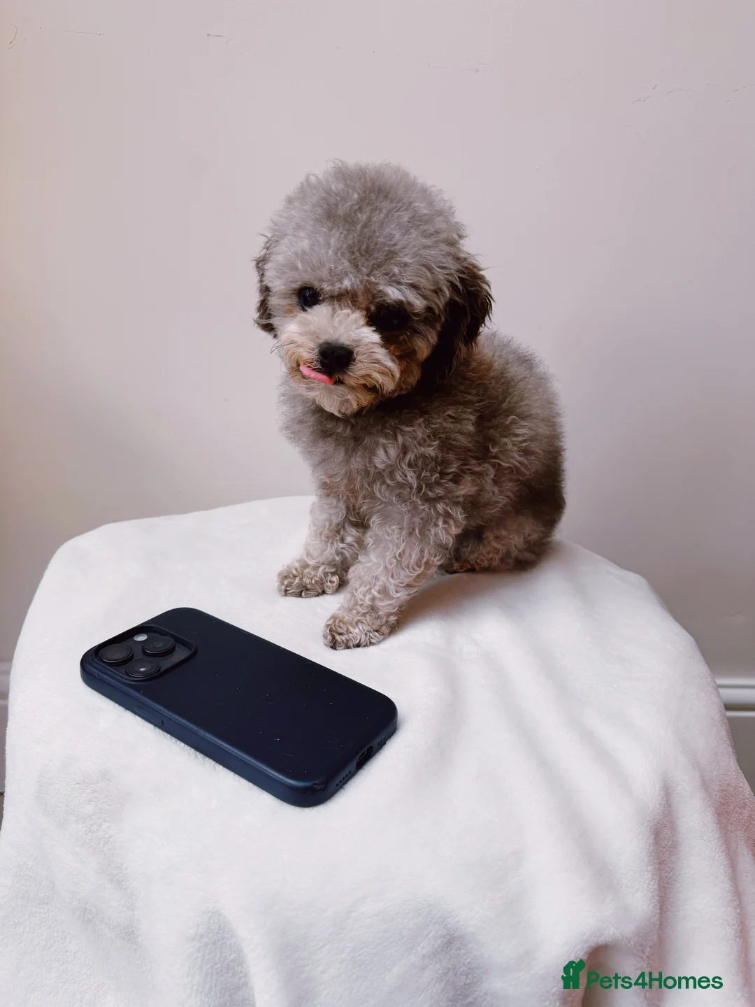 Toy Poodle dogs for stud: Smallest Silver Asian Micro Poodle In UK in Stevenage - Advert 4