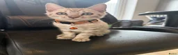 Bengal cats for sale: Tica Registered Bengal Kittens - Snow and Brown in London - Advert 5