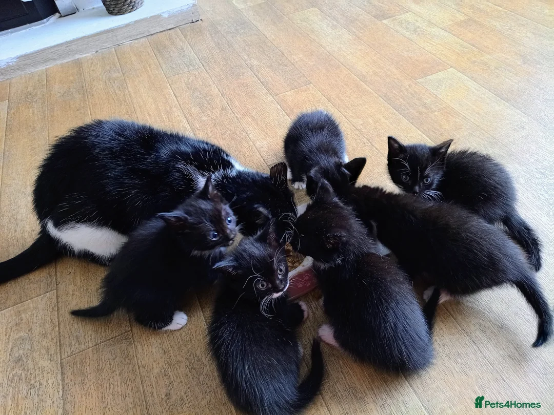Mixed Breed cats for sale: Kittens  in Wolverhampton - Advert 2