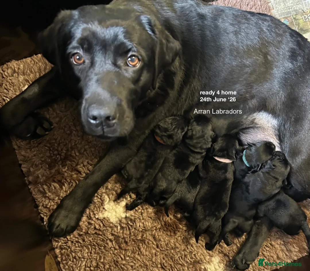 Labrador Retriever dogs for sale: Black Purebred Pedigree Show Line look Labradors - Advert 2