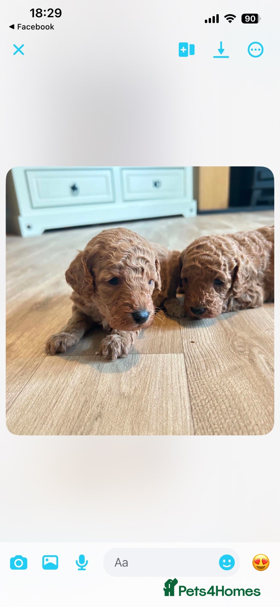 Miniature Poodle dogs ⭐️⭐️ stunning miniature poodle puppies ⭐️⭐️ - Advert 1