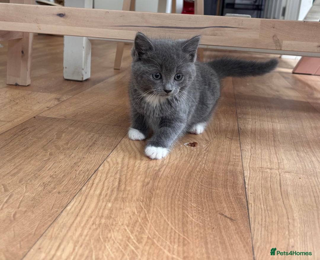 Mixed Breed cats for sale: 4 beautiful kittens ready now - Image 9