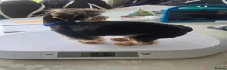 Yorkshire Terrier dogs for stud: Gorgeous tiny black&brown yorkshire terrier stud   - Advert 2