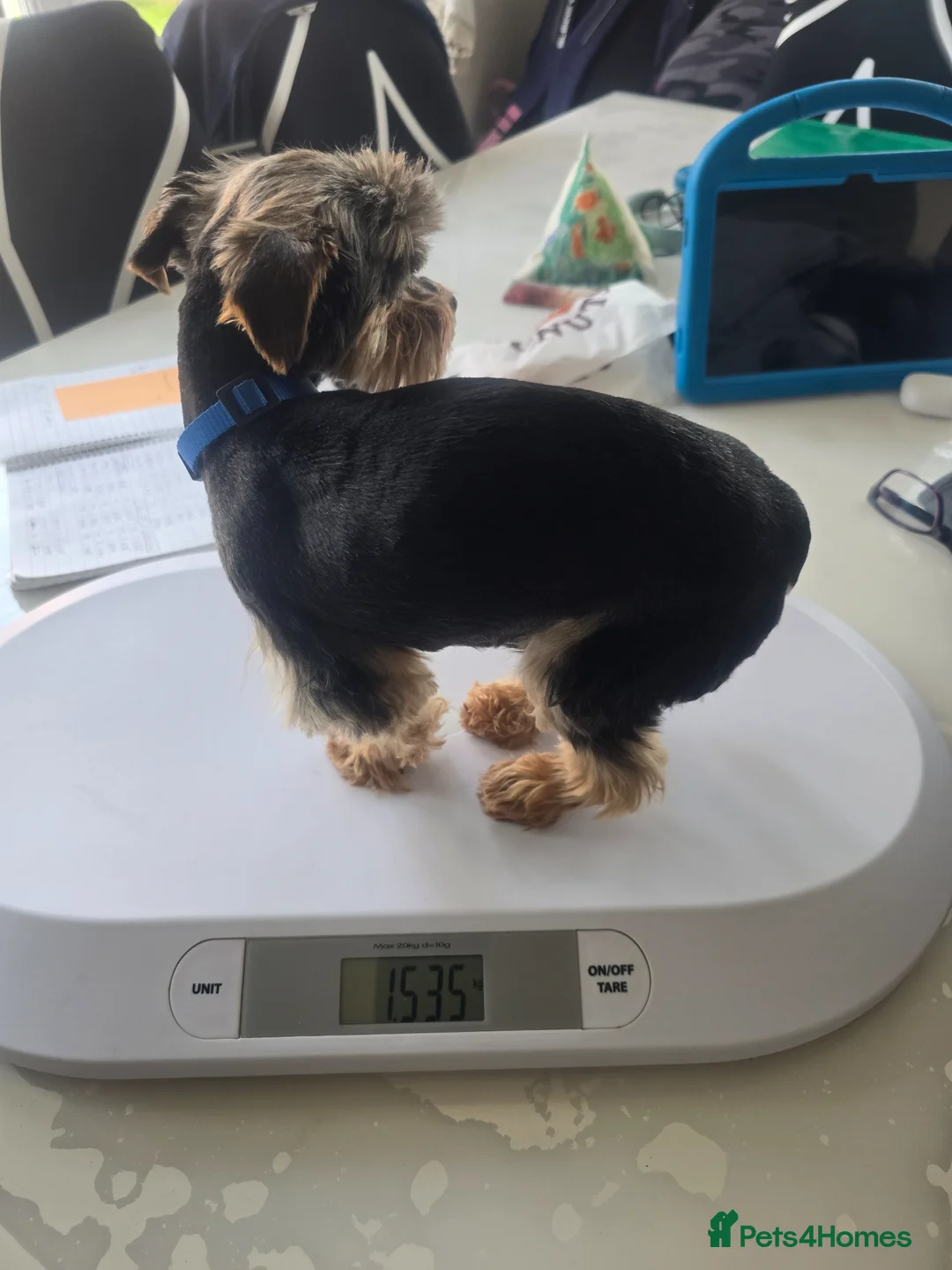 Yorkshire Terrier dogs for stud: Gorgeous tiny black&brown yorkshire terrier stud   - Advert 2