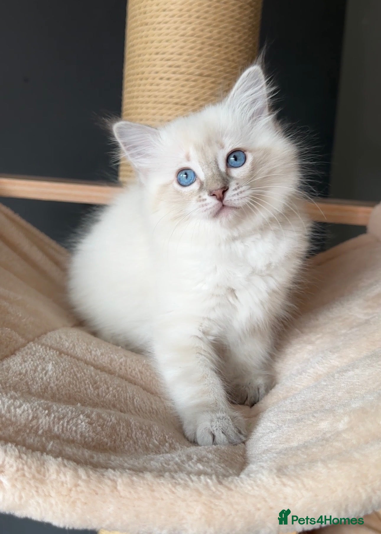 Ragdoll cats for sale: Ragdoll Kittens GCCF & Health Tested  - Advert 2