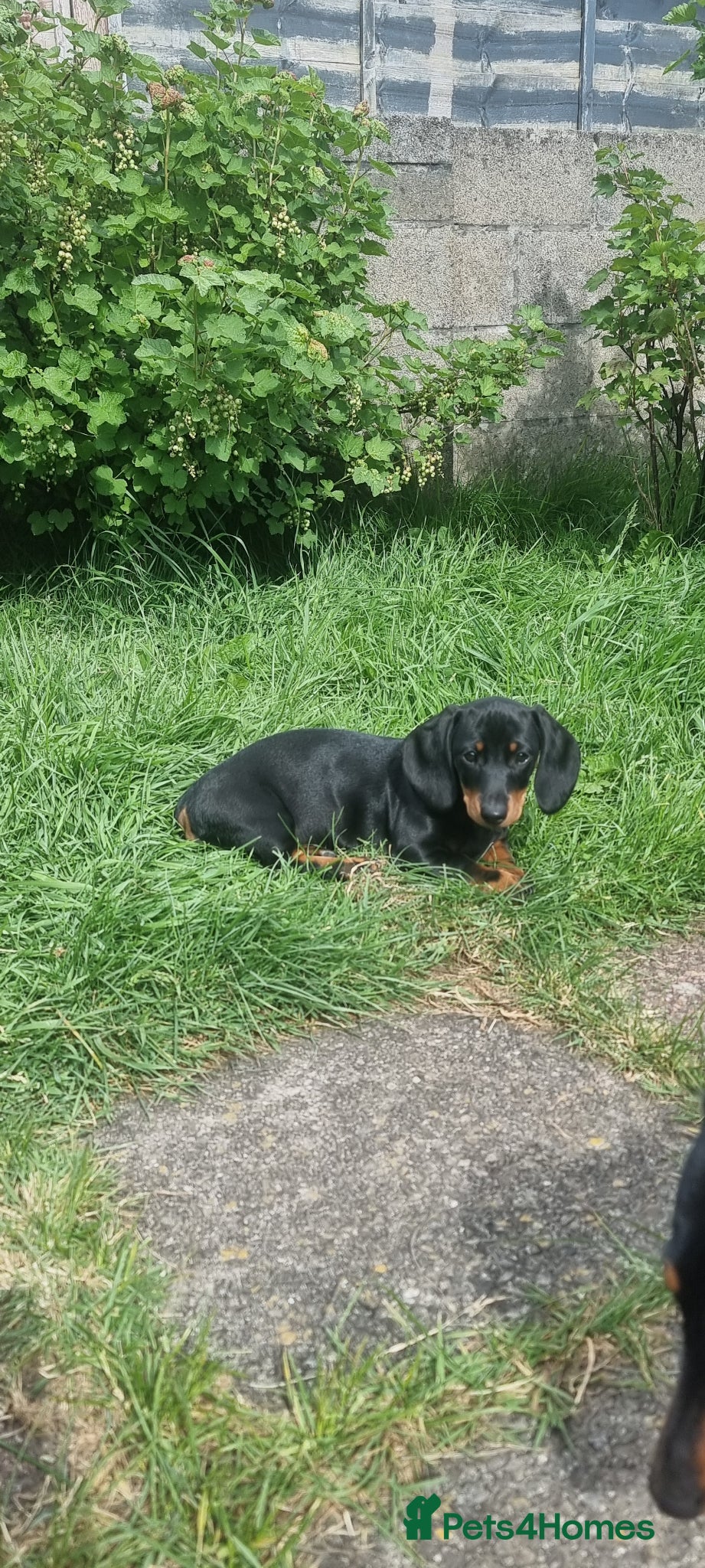 Dachshund dogs for sale: Standard dachshund  - Advert 10