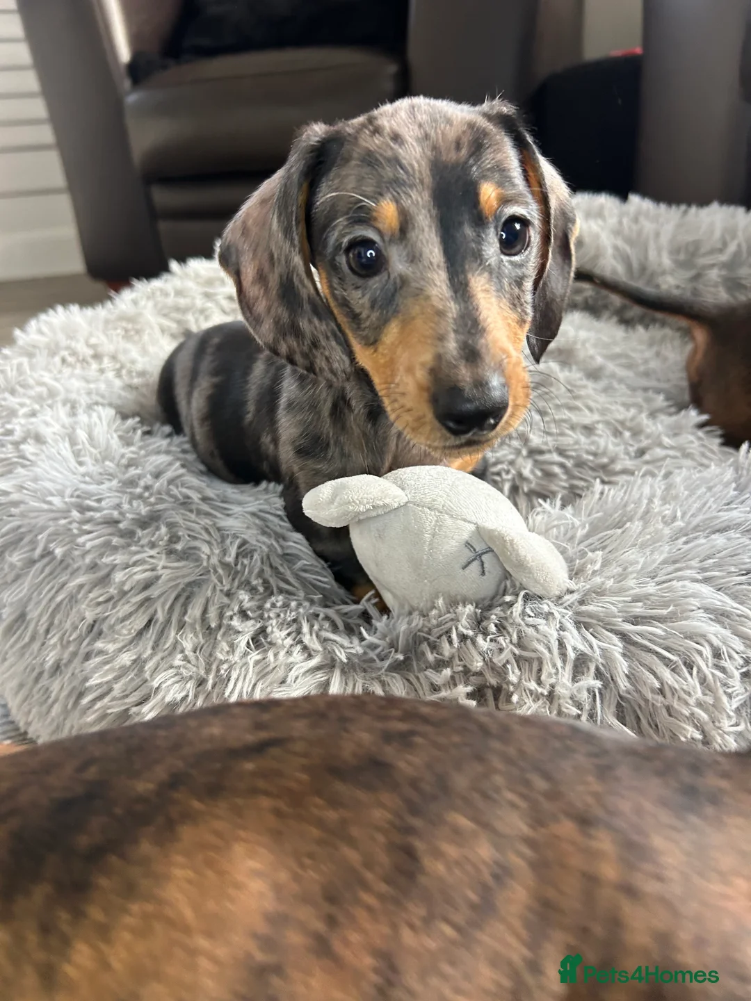 Miniature Dachshund dogs for sale: Miniature dachshund puppies   in Johnstone - Advert 1