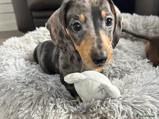 Miniature Dachshund dogs Miniature dachshund puppies - Advert 1