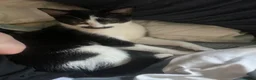 British Shorthair cats for sale: GIVE A RESCUE A CHANCE. ANTALYA 💜 - Advert 5
