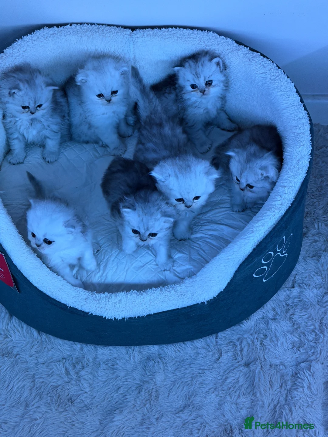 Persian cats for sale: Persian chinchilla kittens  - Advert 2