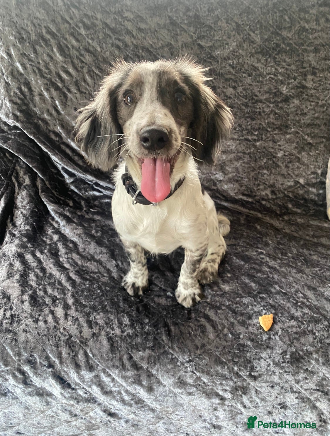 Cocker Spaniel dogs Cocker Spaniel Puppies For Sale - Advert 3