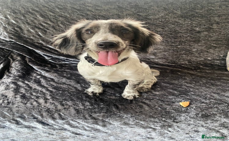 Cocker Spaniel dogs - Advert 8