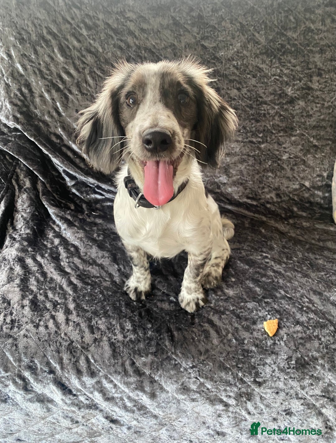 Cocker Spaniel dogs for sale: Cocker Spaniel Puppies For Sale - Advert 1