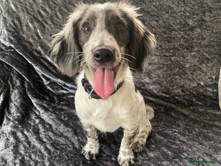 Cocker Spaniel dogs - Advert 34