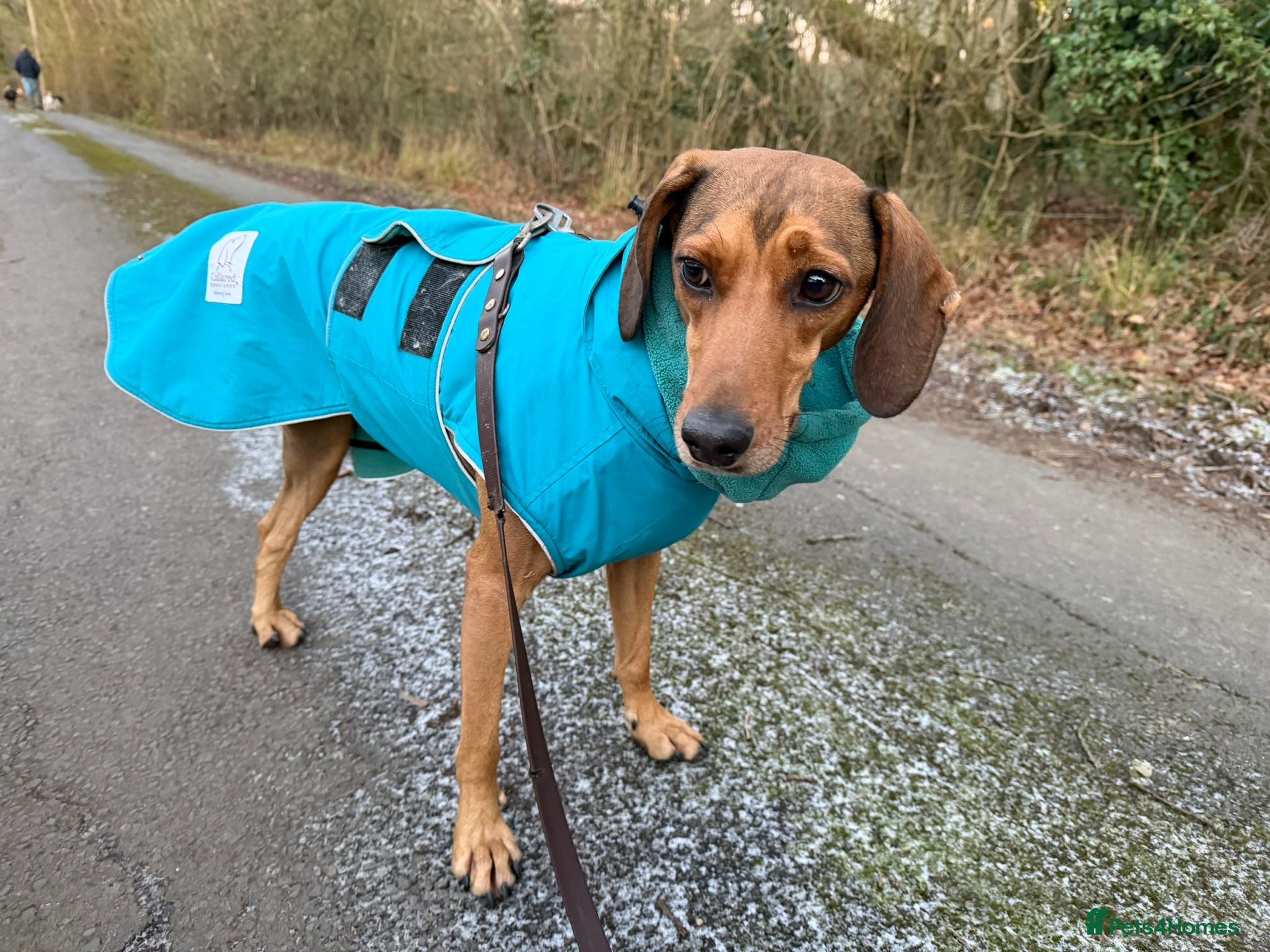 Mixed Breed dogs Chara heartmelting 18 month Tripod beauty  - Advert 3