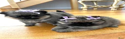Pomeranian dogs for sale: Kc full pedigree Pomeranians  - Advert 8