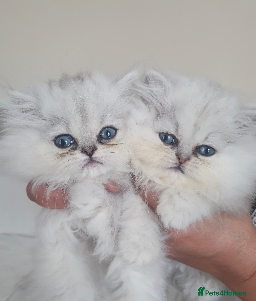 Persian cats Playful chunky ready to go!  - Advert 2