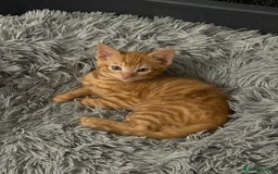 Maine Coon cats for sale: Beautiful mixed breed kittens  - Image 14