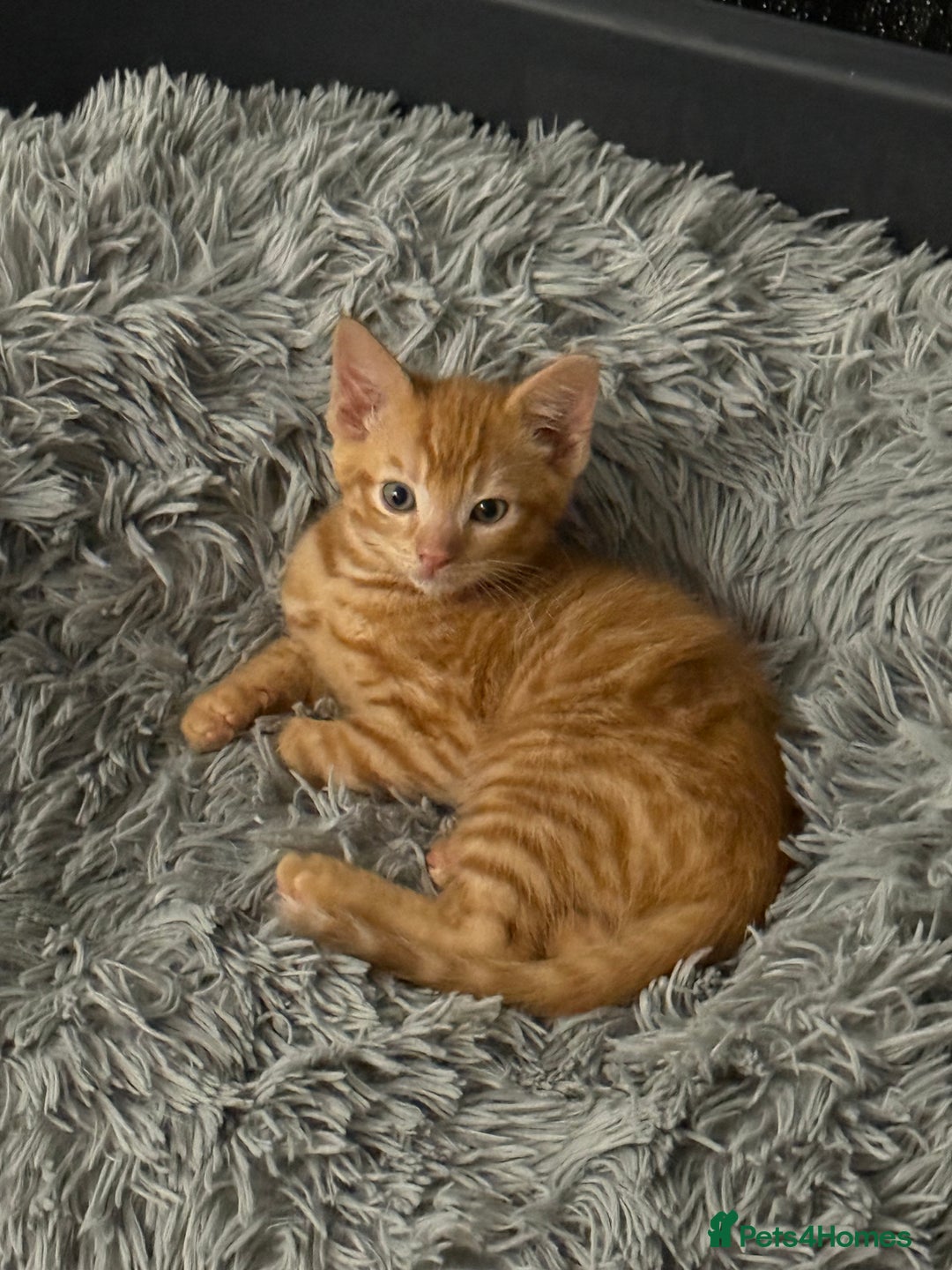 Maine Coon cats for sale: Beautiful mixed breed kittens  - Image 14