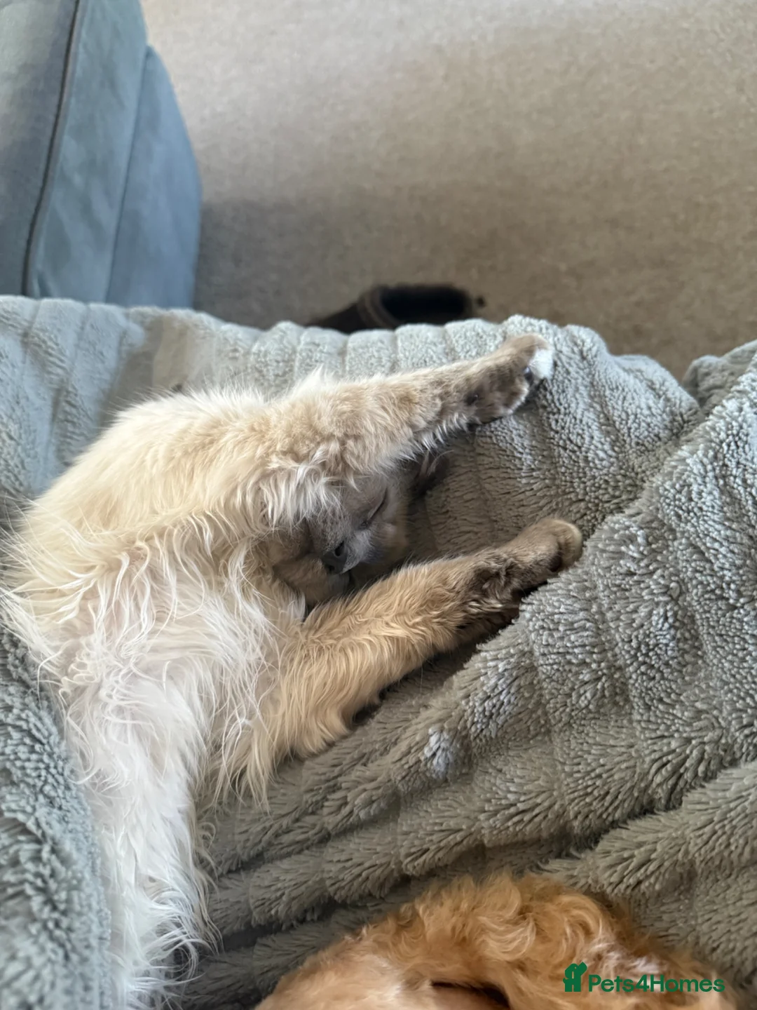 Birman cats for sale: Birman kitten  - Advert 8