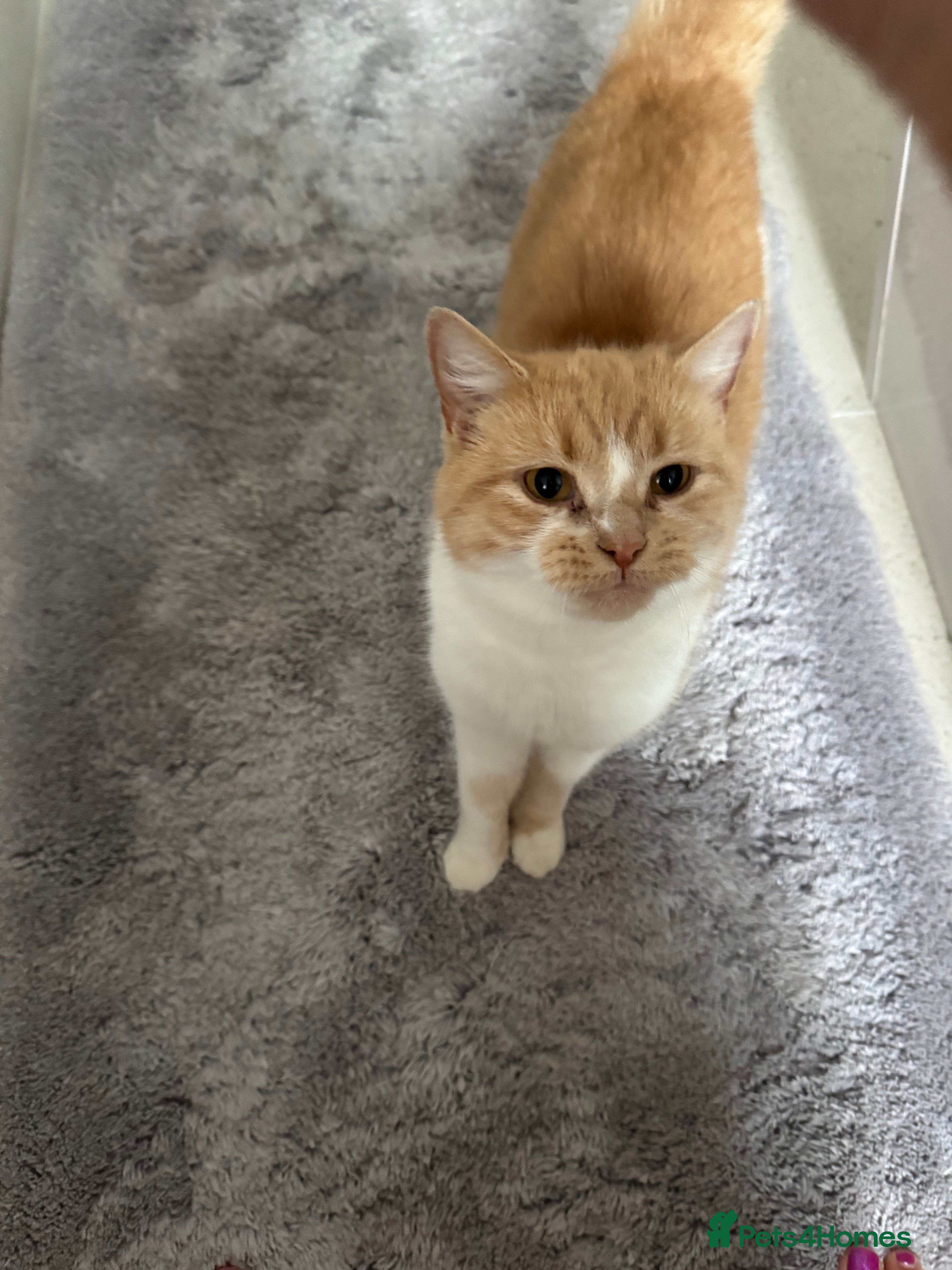 British Shorthair cats Honey needs a new home.  - Advert 17