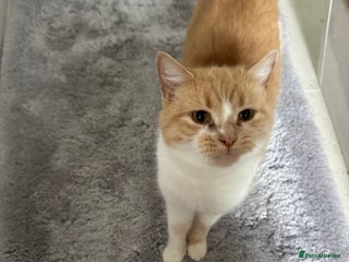 British Shorthair cats Honey needs a new home. - Advert 1