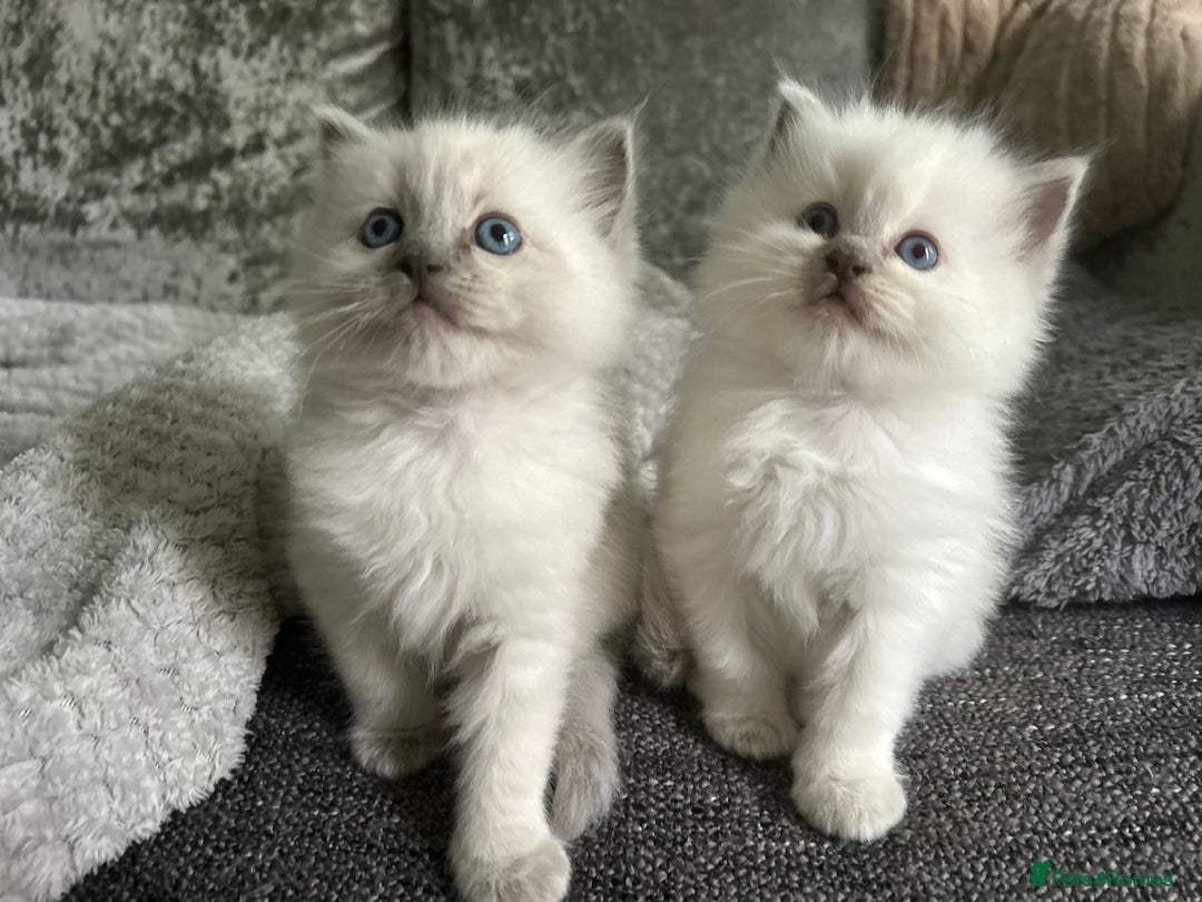 Ragdoll cats for sale: Stunning Ragdoll Kittens - Ready to leave - Image 1