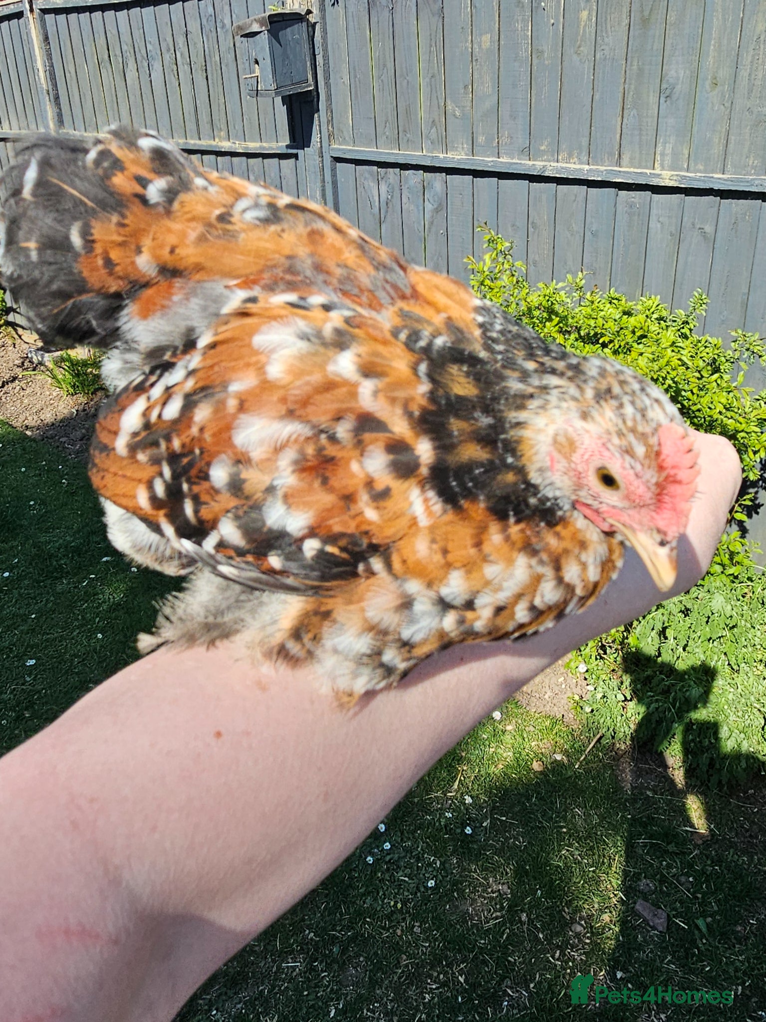 Chickens poultry for sale: 12 week old cockerels - Advert 13
