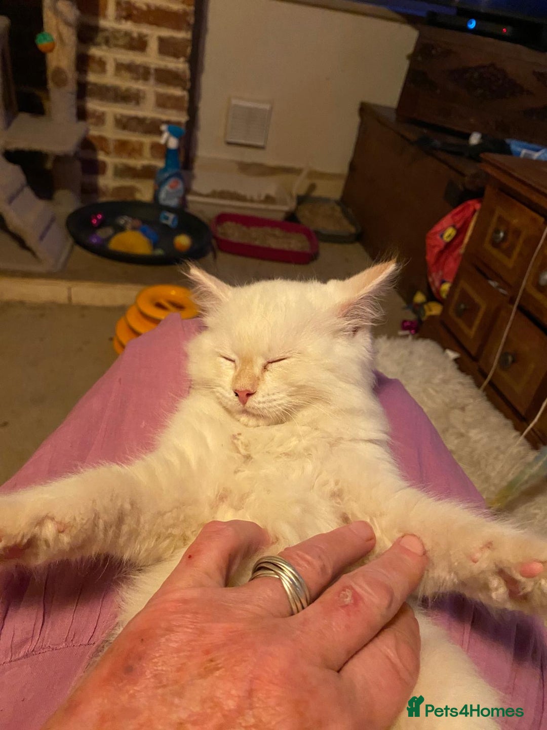 Siberian cats for sale: x5 Adorable Pure Siberian Kittens to re-home😻 - Image 25