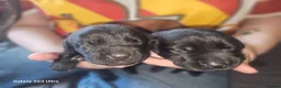 Labrador Retriever dogs for sale: Outstanding litter of 7 KC Reg Labrador Pups - Advert 9