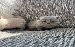 Scottish Fold cats for sale: Beautiful TICA reg Scottish Fold/Straight Kittens  - Image 17
