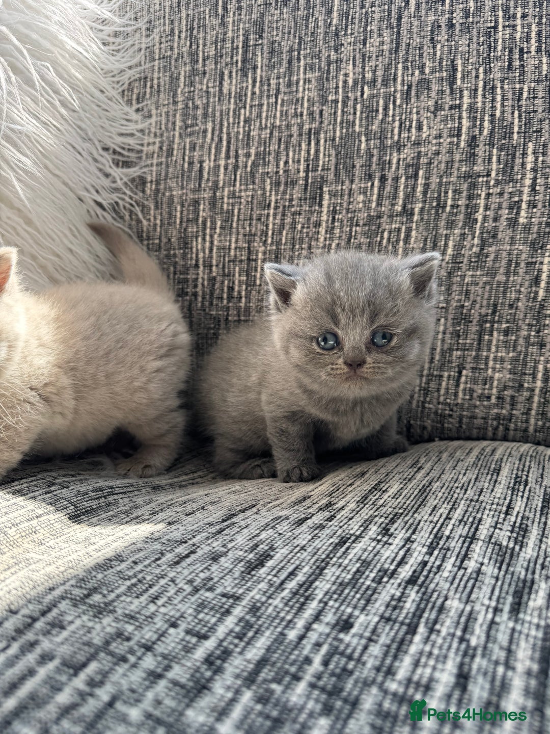 Scottish Fold cats for sale: Beautiful TICA reg Scottish Fold/Straight Kittens  - Image 17