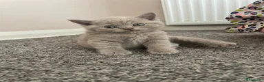 British Shorthair 3