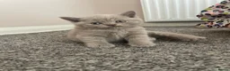 British Shorthair cats for sale: 🐾 GCCF REGISTERED BRITISH SHORTHAIR KITTENS 🐾 - Advert 2