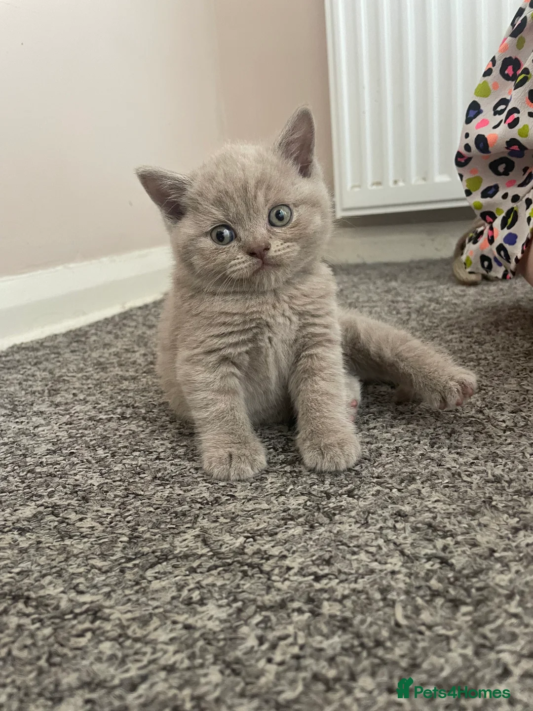 British Shorthair cats for sale: 🐾 GCCF REGISTERED BRITISH SHORTHAIR KITTENS 🐾 - Advert 2