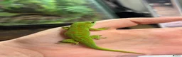Gecko reptiles for sale: Giant Madagascan Day Gecko baby - Advert 4