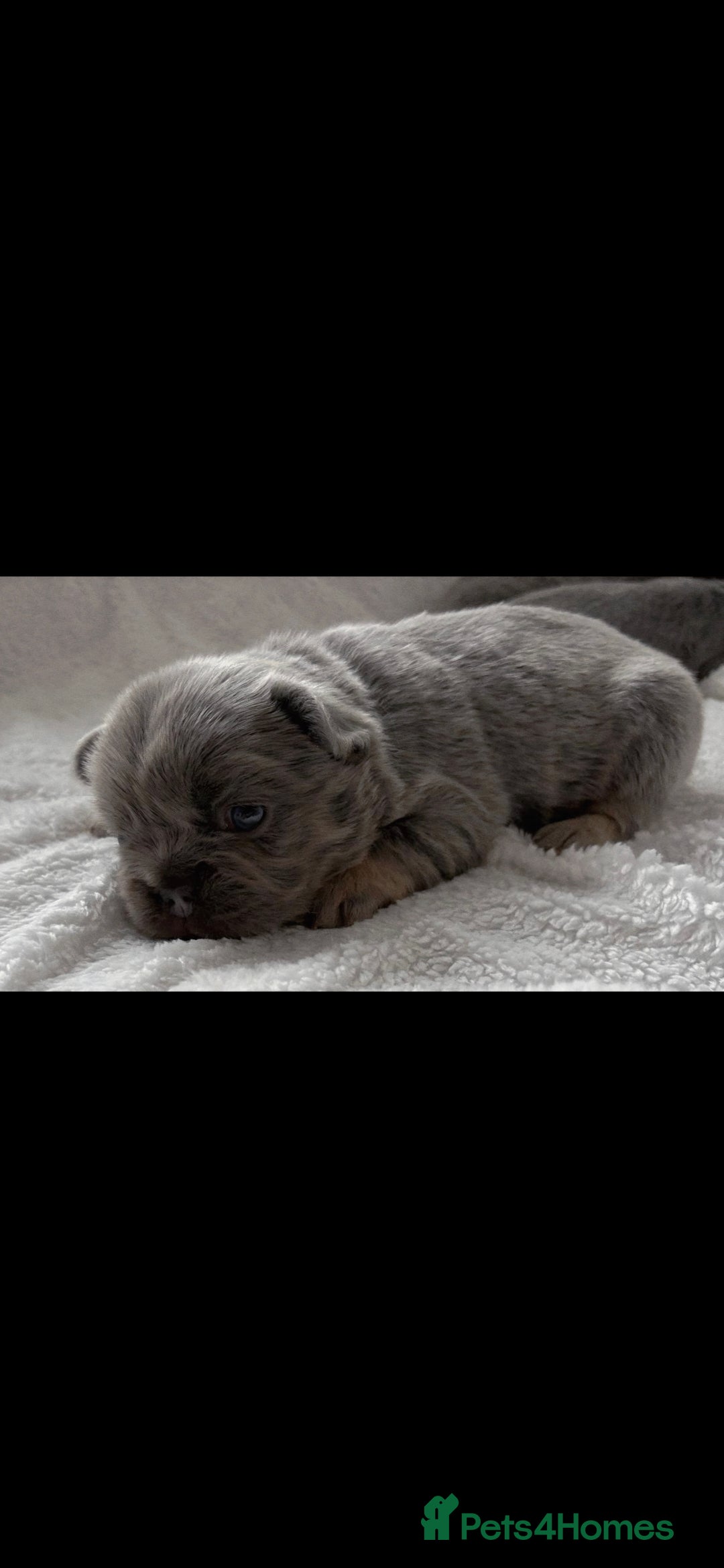 French Bulldog dogs for sale:  🐾Fluffy French Bulldog Isabella&Tan Boys🐾 - Image 8