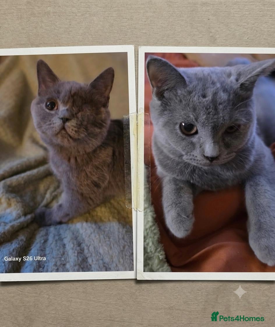 British Shorthair cats Championship Lines Bridgerton Litter - Advert 7