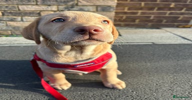 Labrador Retriever dogs - Advert 11