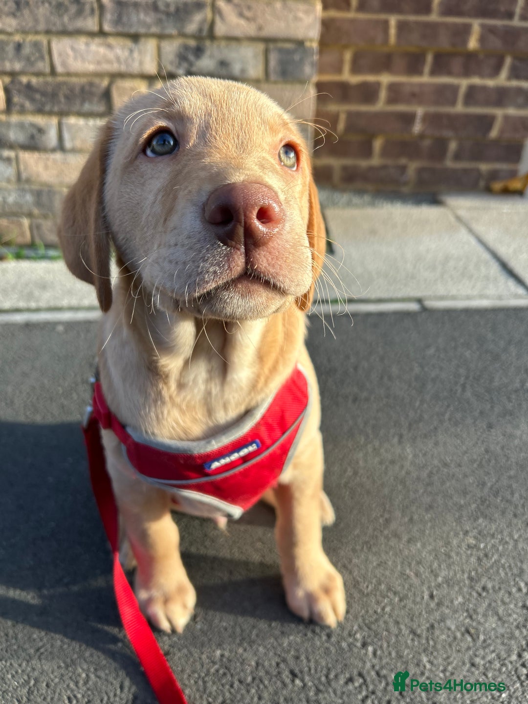 Labrador Retriever dogs for sale: PUPPY BOY LOOKING FOR FOREVER HOME   - Advert 4
