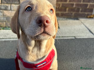 Labrador Retriever dogs - Advert 15