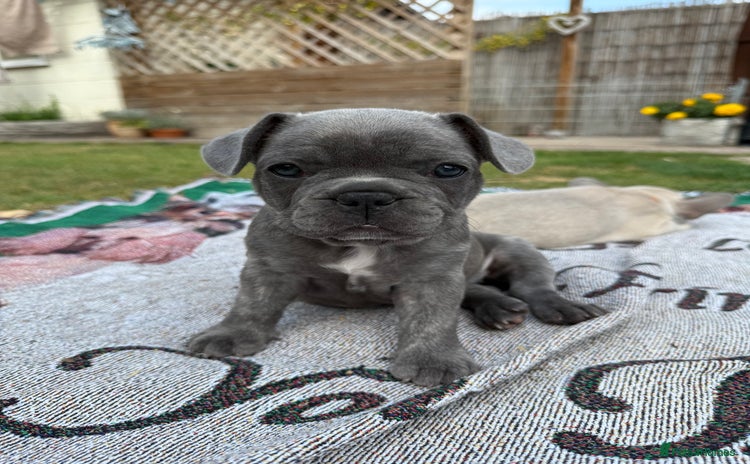 French Bulldog dogs - Advert 1