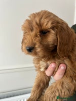 Cockapoo dogs Cockapoo puppies F1 - Advert 4