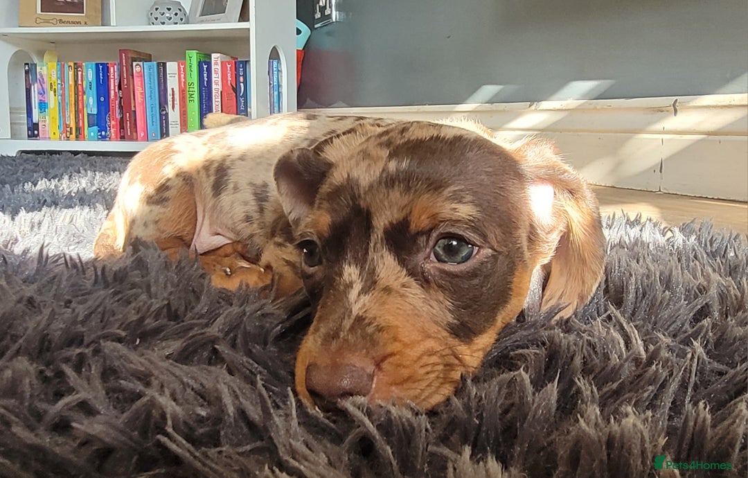Miniature Dachshund dogs for sale: *1 boy available* - Miniature Dachshunds - Image 7