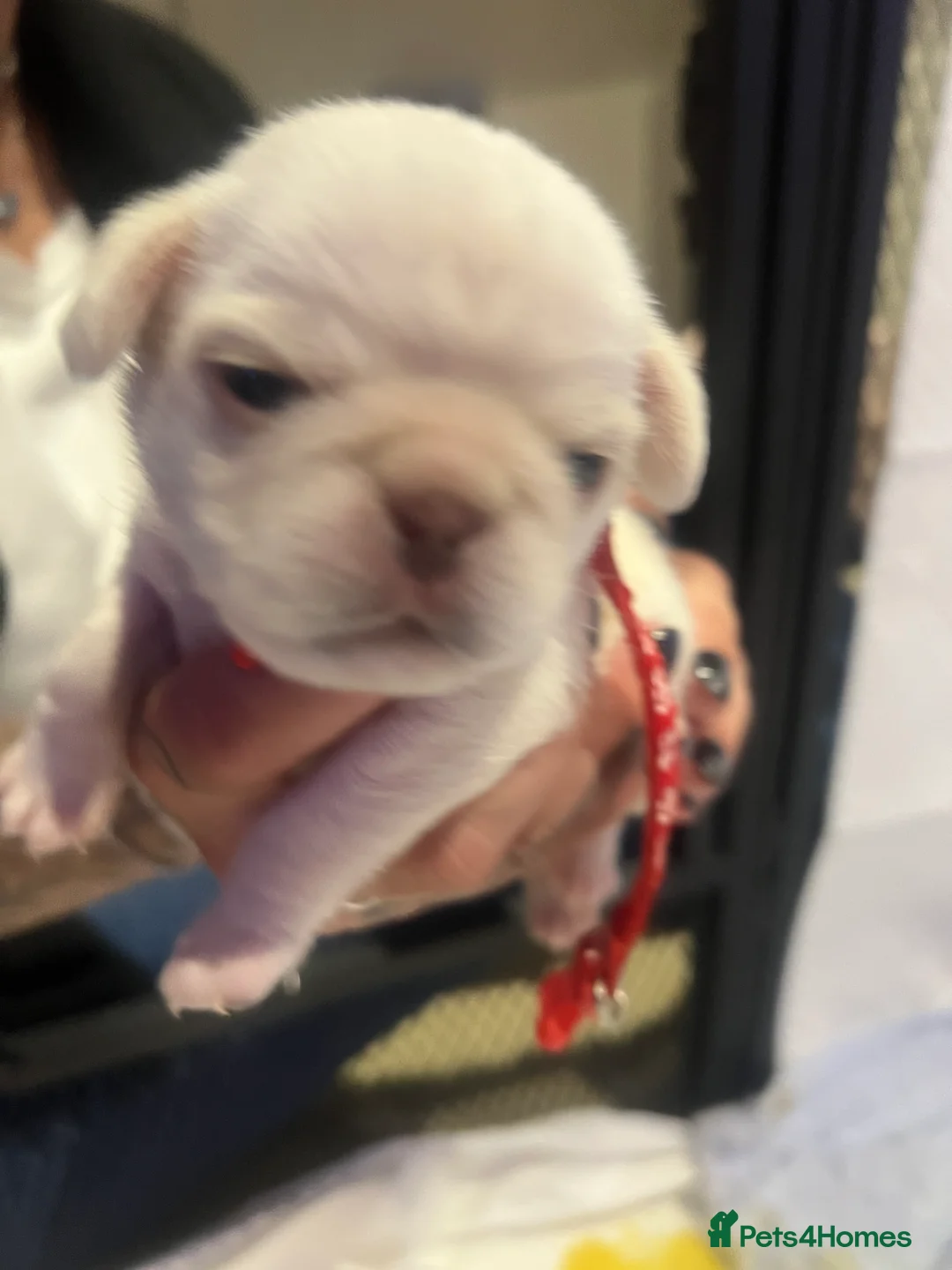 Pug dogs for sale: Beautiful white pug puppies - Advert 18