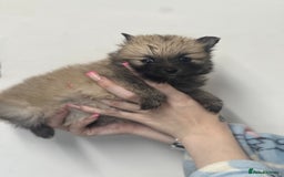 Pomeranian dogs for sale: LAST GIRL READY NOW Pomeranian puppies - Advert 24