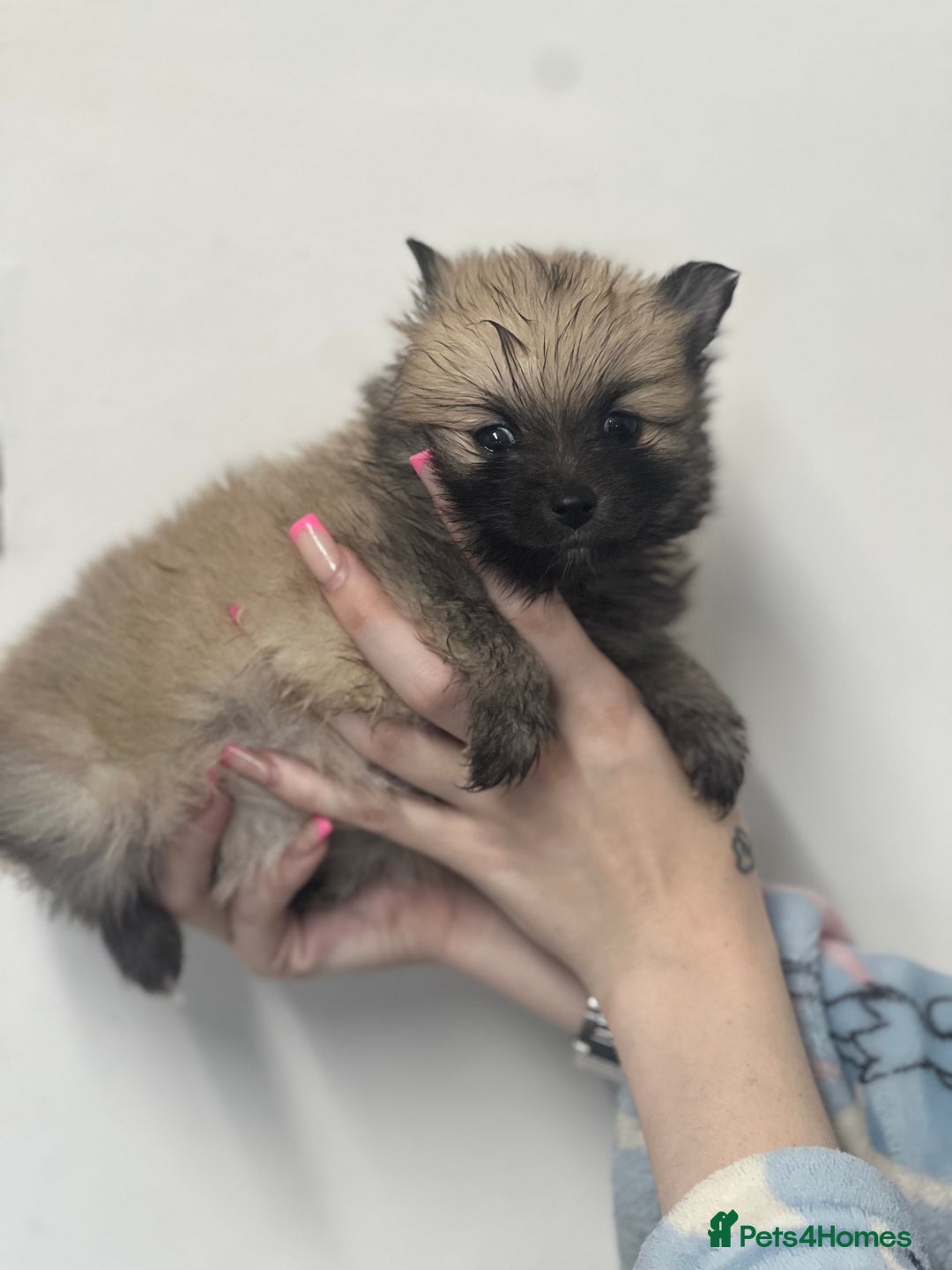 Pomeranian dogs for sale: LAST GIRL READY NOW Pomeranian puppies - Advert 24